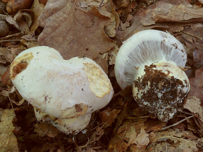P1130885 Cortinarius cc crp